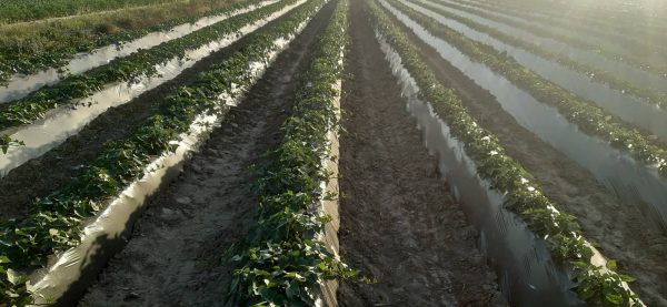 Piantine/per coltivatori più grandi